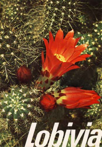 ﻿لوبیویا 75