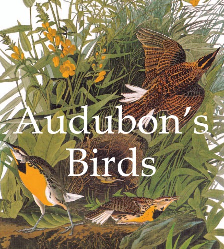 پرندگان Audubon