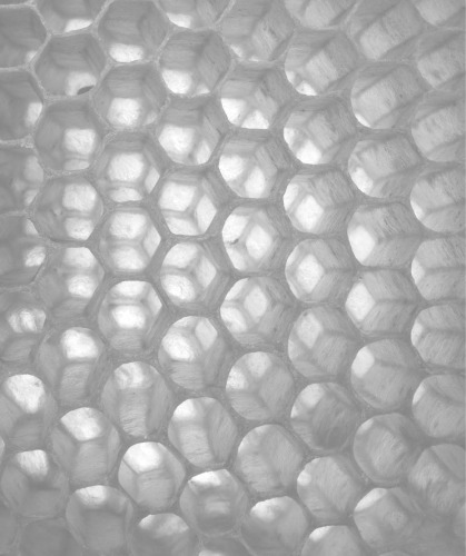 ﻿زنبور عسل