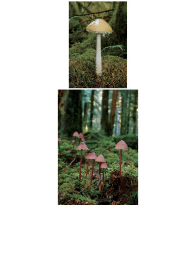 قارچ شمال غربی اقیانوس آرام