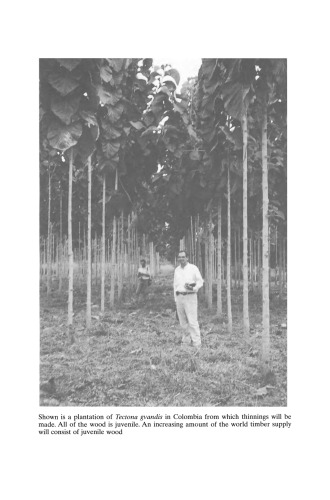 ﻿چوب جوان در درختان جنگلی