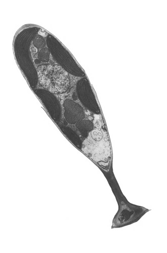 ریشه های پلاستیدس: Symbiogenesis، Prochlorophytes و منشاء Chloroplasts