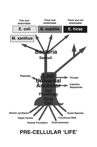 رشد و فرم باکتریایی