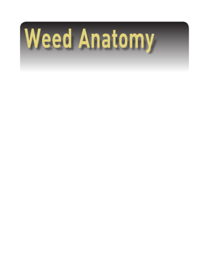 Weed Anatomy