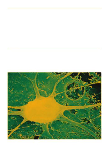 Neural Development and Stem Cells