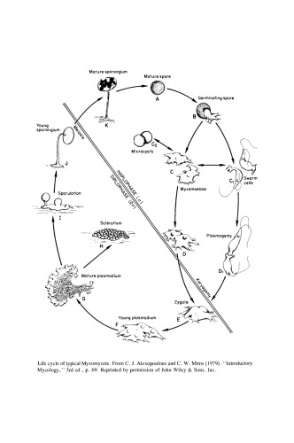 Cell Biology of Physarum and Didymium. Organisms, Nucleus, and Cell Cycle
