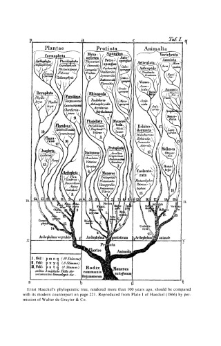 A Biochemical Phylogeny of the Protists
