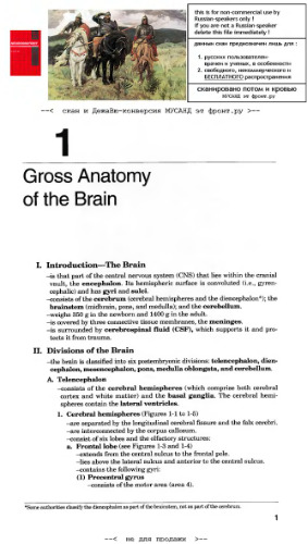 Series: Neuroanatomy