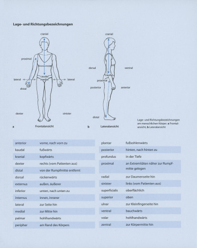 Die große orthopädische Rückenschule: Theorie, Praxis, Didaktik