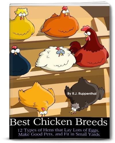 Best Chicken Breeds: 12 Types of Hens that Lay Lots of Eggs, Make Good Pets, and Fit in Small Yards