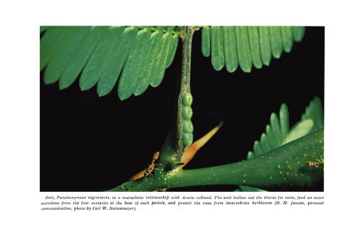 Symbiosis. Associations of Invertebrates, Birds, Ruminants, and Other Biota