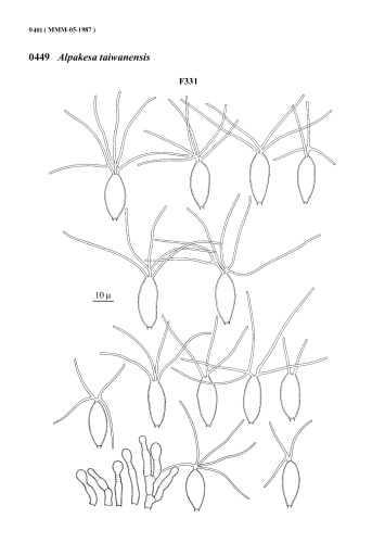 Matsushima mycological memoirs (part 2)