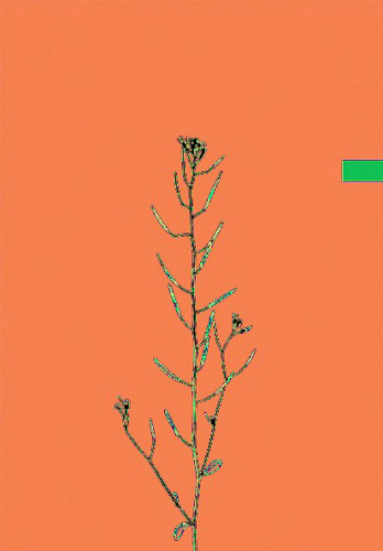 A Laboratory Guide for Cellular and Molecular Plant Biology