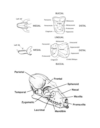 Primate Adaptation and Evolution