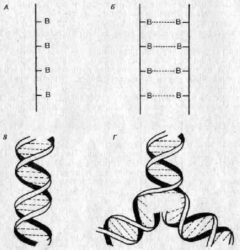 Принципы эволюции