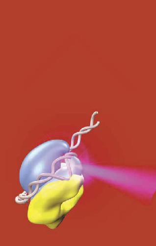 DNA-Protein Interactions Principles and Protocols