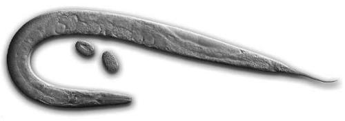 Connectome: How the Brain's Wiring Makes Us Who We Are