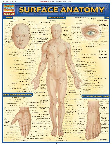BarCharts QuickStudy Surface Anatomy