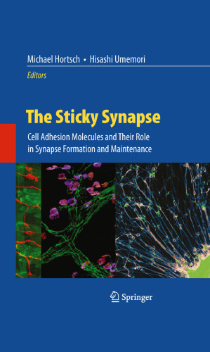 The Sticky Synapse: Cell Adhesion Molecules and Their Role in Synapse Formation and Maintenance