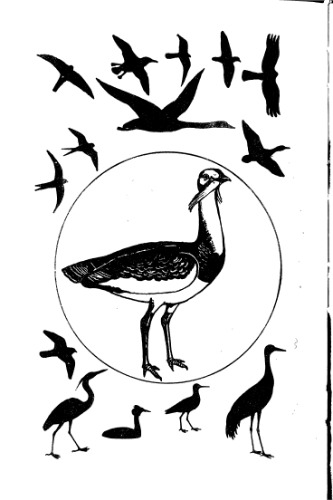 Птицы открытых и околоводных пространств СССР