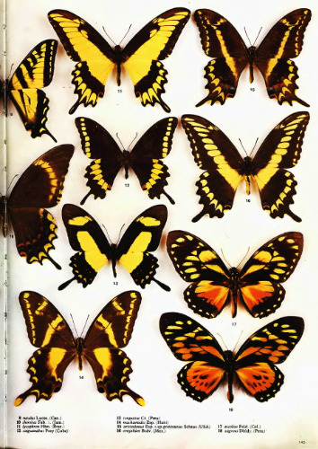 The Illustrated Encyclopedia of the Butterfly World