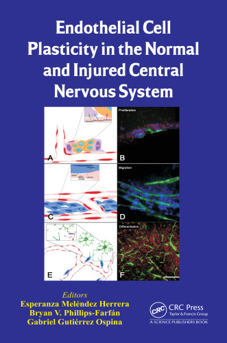 Endothelial Cell Plasticity in the Normal and Injured Central Nervous System