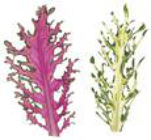 Salads for Every Season