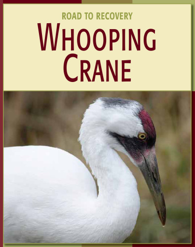 Whooping Crane