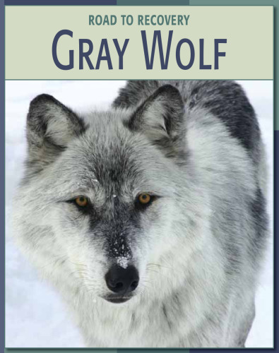 Gray Wolf
