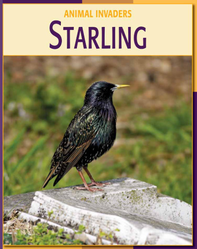 Starling