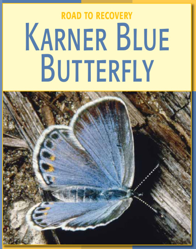 Karner Blue Butterfly
