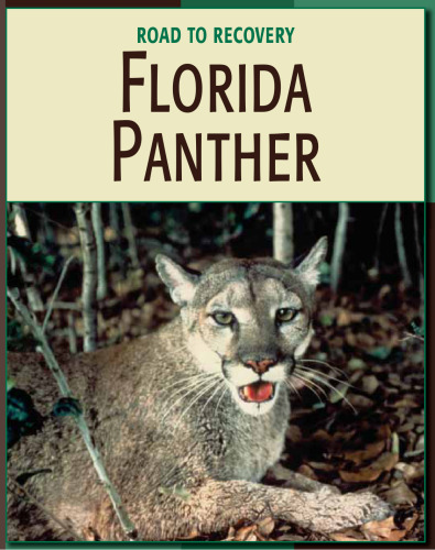 Florida Panther