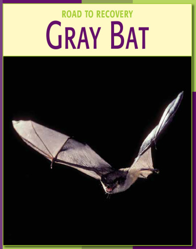 Gray Bat