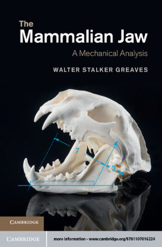The Mammalian Jaw: A Mechanical Analysis