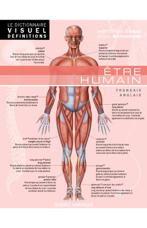 Le Dictionnaire Visuel Définitions - Être humain