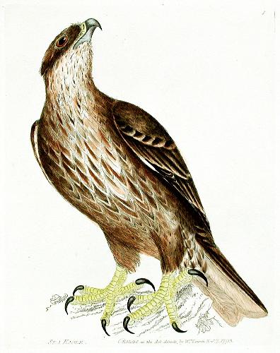 The Birds of Great Britain, with their Eggs