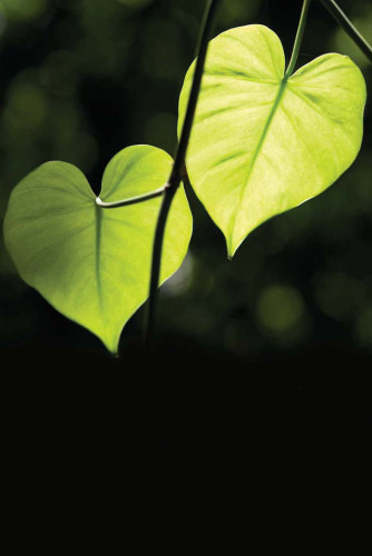 Power, Resistance and Liberation in Therapy with Survivors of Trauma: To Have Our Hearts Broken