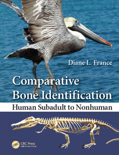 Comparative bone identification : human subadult to nonhuman