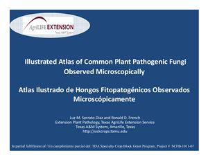 Illustrated Atlas of Common Plant Pathogenic Fungi Observed Microscopically