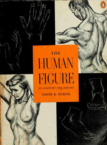 The Human Figure: An Anatomy for Artists