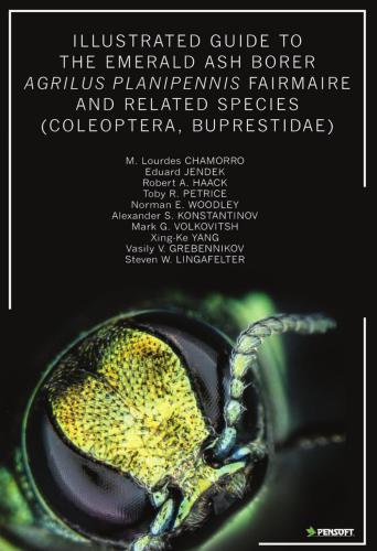 Illustrated guide to the emerald ash borer Agrilus planipennis Fairmaire and related species (Coleoptera, Buprestidae)