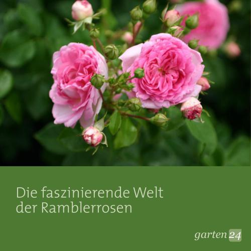 Die faszinierende Welt der Ramblerrosen