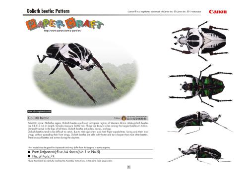 Насекомые Goliath beetle - жук