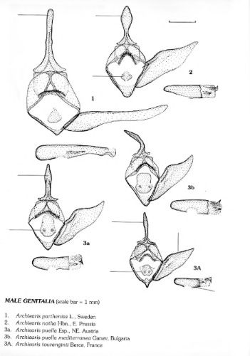 The Geometrid Moths of Europe