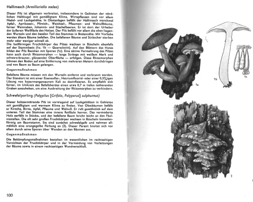 Pflanzenschutz im Garten Obst - Wein - Gemüse