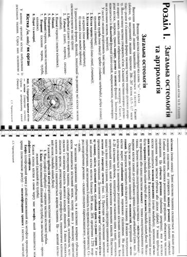 Анатомія кісток та їх з'єднань