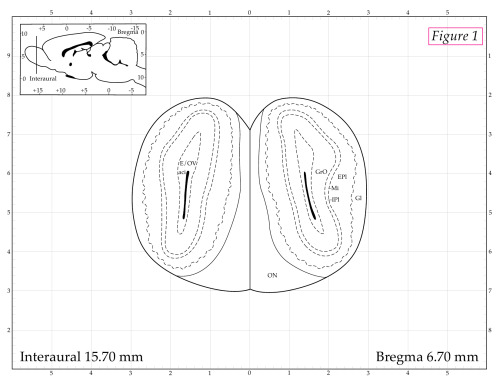 The Rat Brain in Stereotaxic Coordinates 