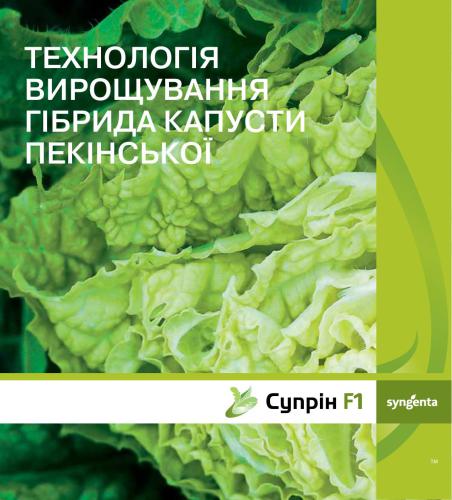 Технологія вирощування гібрида капусти пекінської Супрін F1