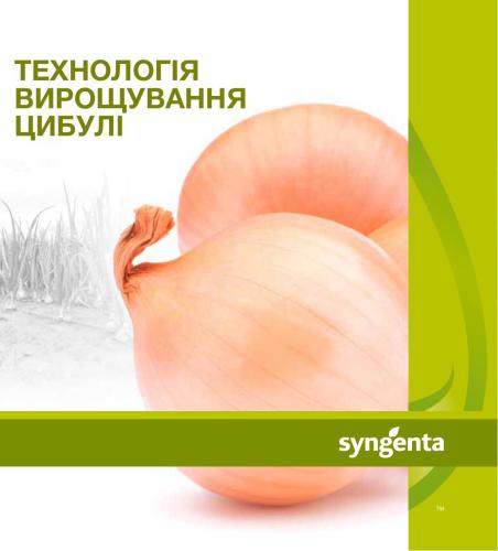 Технологія вирощування цибулі