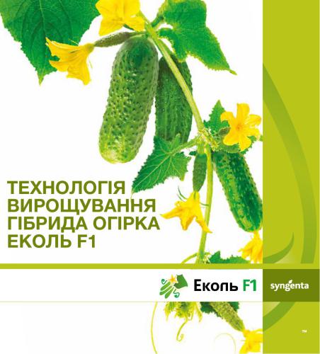 Технологія вирощування гібрида огірка Еколь F1
